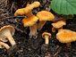 Cantharellus friesii