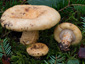 Lactarius intermedius