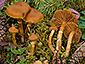 Cortinarius gentilis