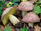 Boletus pseudoregius