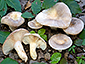 Lactarius ilicis