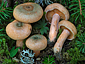 Lactarius deterrimus