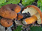 Lactifluus volemus