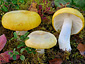 Russula claroflava