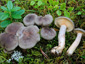 Lactarius mammosus