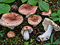 Russula convivialis