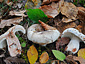 Russula albonigra f. pseudonigricans