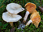 Hygrophorus karstenii