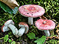 Russula minutula