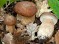 Boletus reticulatus