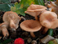 Lactarius decipiens