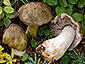 Tricholoma luridum