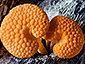 Favolaschia calocera