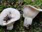 Lactifluus vellereus