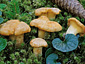 Cantharellus cibarius