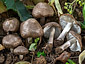 Tricholoma scalpturatum