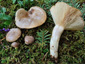 Lactarius albocarneus