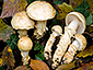 Cortinarius rioussetiae