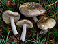 Russula firmula