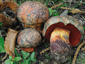 Boletus rhodopurpureus