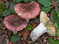 Russula seperina