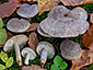 Lactarius fluens