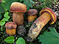 Boletus permagnificus