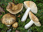 Russula olivascens