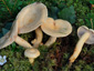 Lactarius flavopalustris