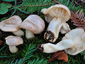 Lactarius albocarneus