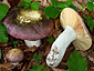 Russula romellii