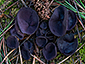 Smardaea purpurea