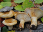 Lactarius evosmus