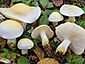 Tricholoma sulphurescens