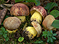 Boletus regius