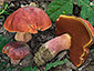 Boletus dupainii