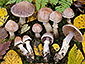 Cortinarius torvus