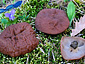 Gyromitra perlata