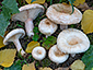 Lactarius pubescens