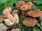 Lactarius rubrocinctus