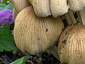 Coprinellus truncorum