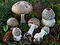 Amanita pantherina