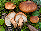 Tricholoma fracticum