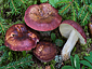 Russula vinosa