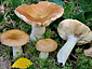 Russula cremeoavellanea