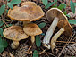 Cortinarius pini