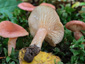 Lactarius spinosulus