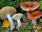 Russula rivulicola