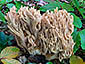 Ramaria rubripermanens