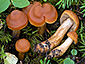 Cortinarius renidens